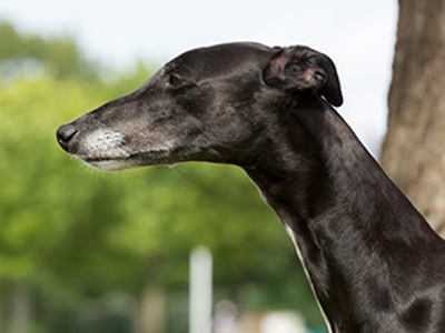 Greyhound headshot