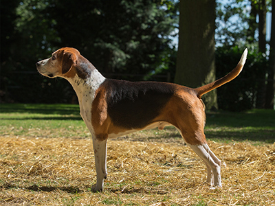 Fox hound standing