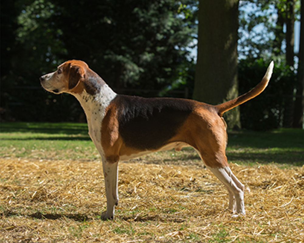 Foxhound With Rhodesian Foxhound | Breeds A to Z | The Kennel Club