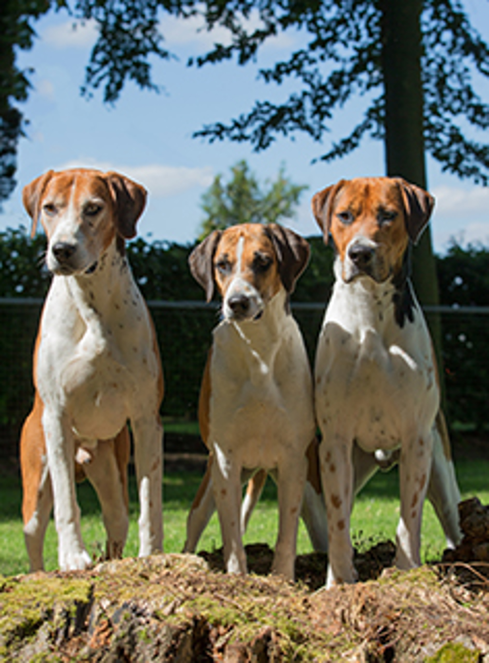 Foxhound With Rhodesian Foxhound | Breeds A to Z | The Kennel Club