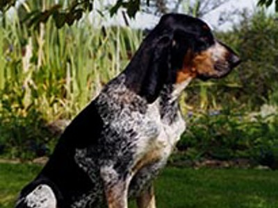 Grand Bleu De Gascogne headshot