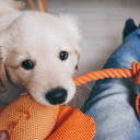 Labrador biting a orange tuggy with owners legs in view