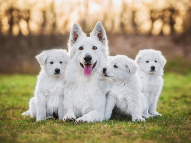 GSD laying down with lab puppies sat around