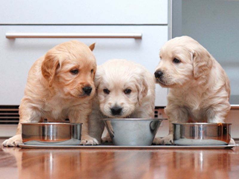 Labrador puppies sat eating from silver bowls