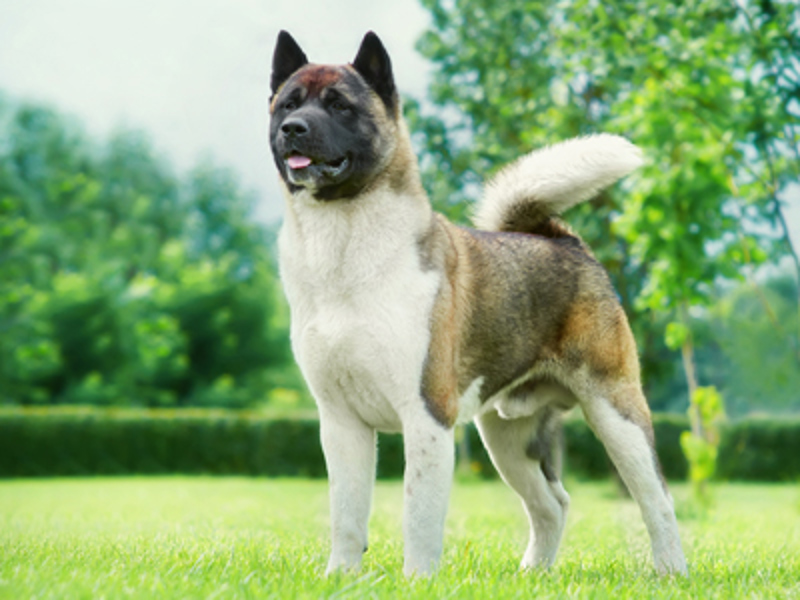 Akita stood outside on grass