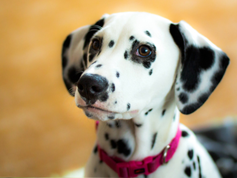 Dalmatian with pink collar