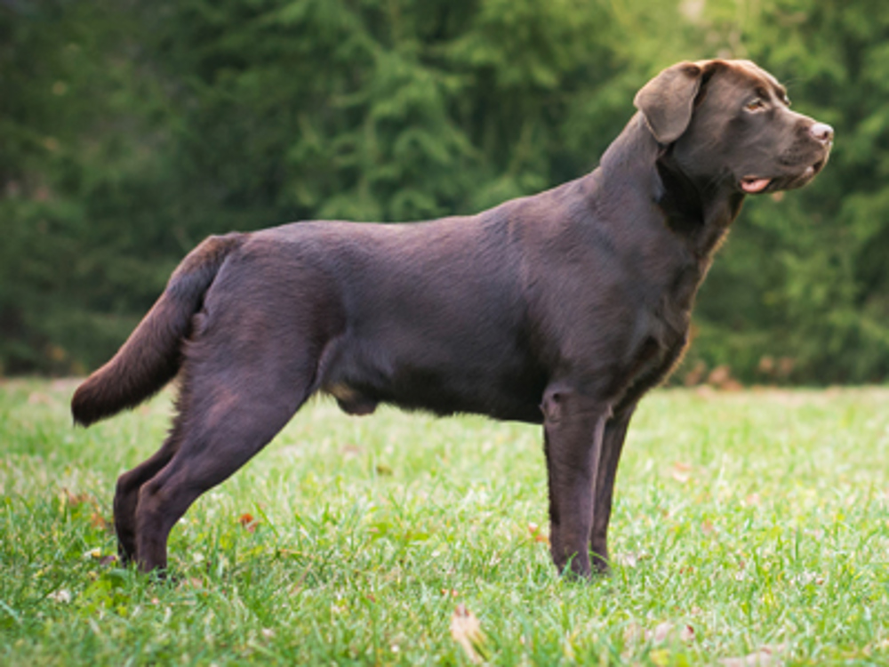 Labrador stood