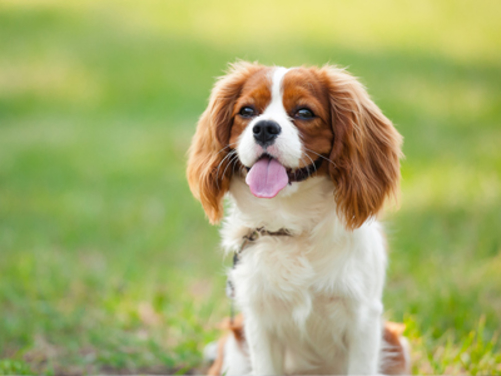 Cavalier sat with tongue out