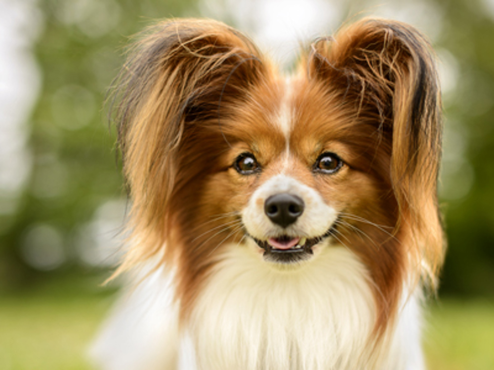 Papillon staring with mouth open