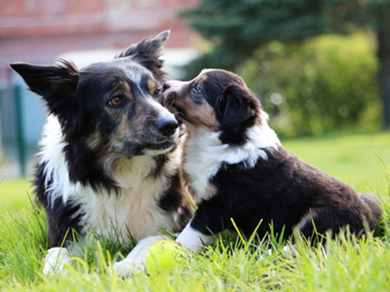 Mother laying down while puppy sits and licks cheek