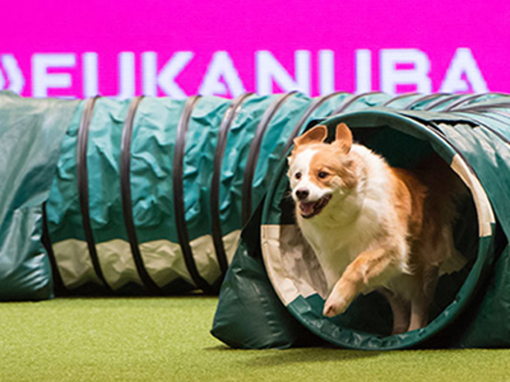 Dog running through tunnel