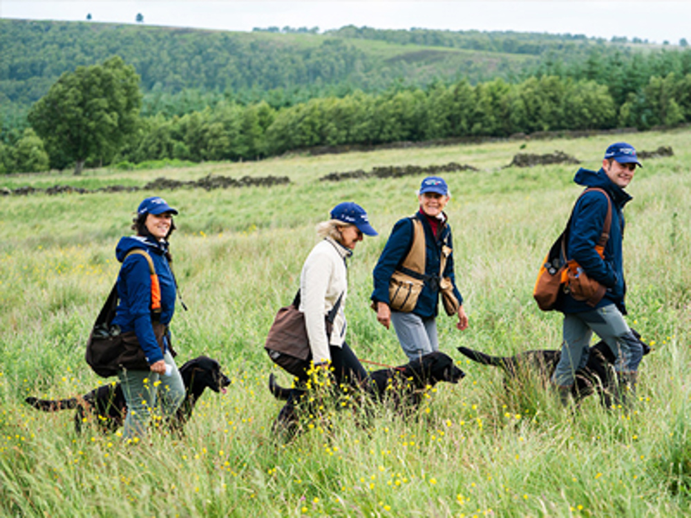 Group of people with Labradors walking