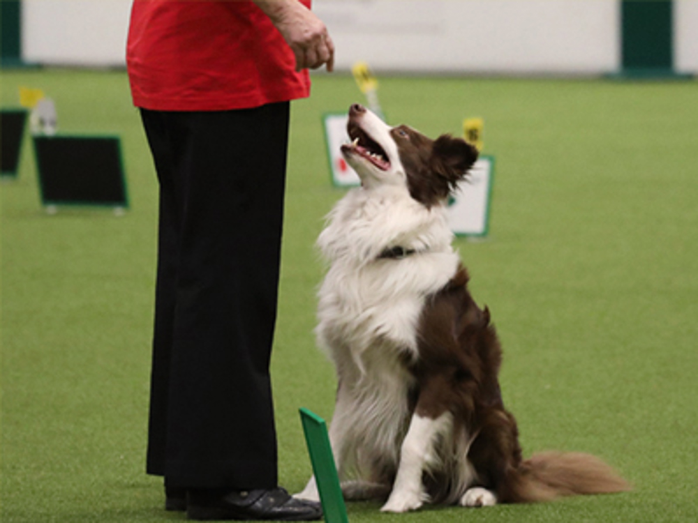 Dog sat with head looking up