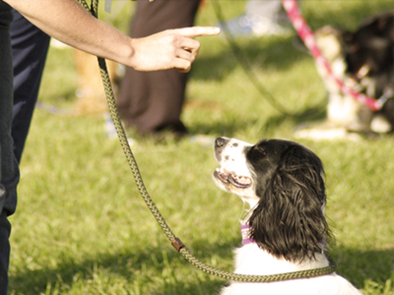 Dog sat down with owner pointing