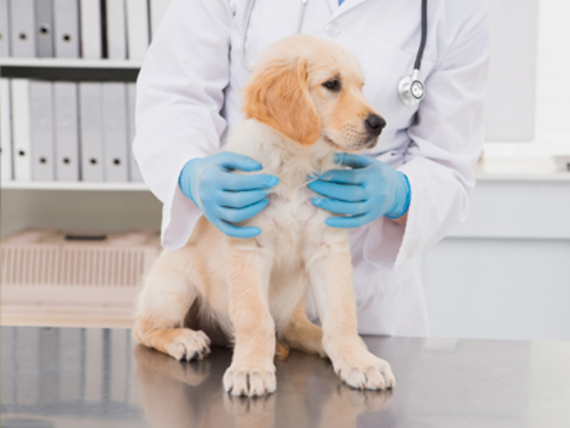 Labrador sat on vet table