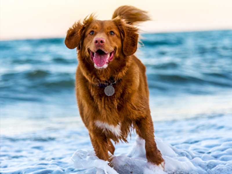 Dog running in the sea