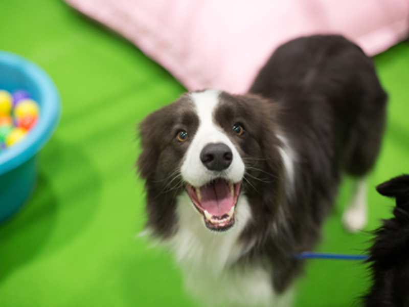 Dog smiling at camera