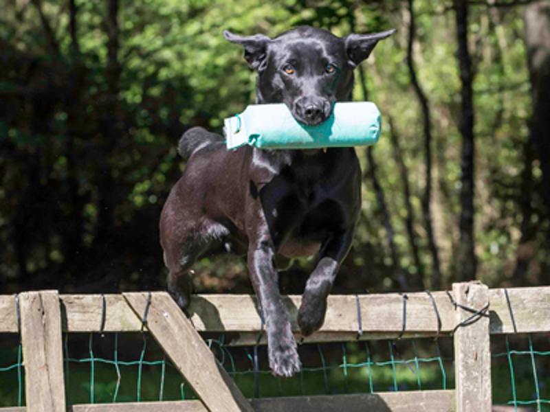 Dog with dummy jumping over fence