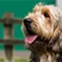 Close-up photo of a tan dog with its tongue out.
