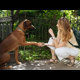 Dog giving his paw to a lady who is kneeling down