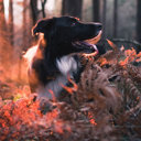 Collie in the woods with red sun light