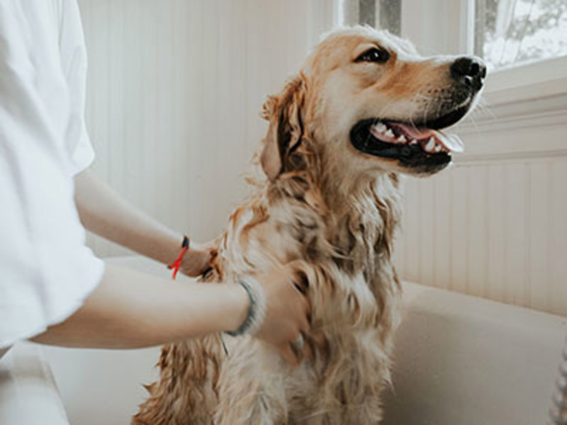 Labrador being washed in the bath