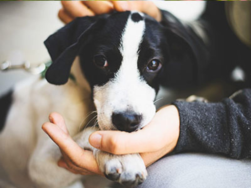 Dog licking owners hand