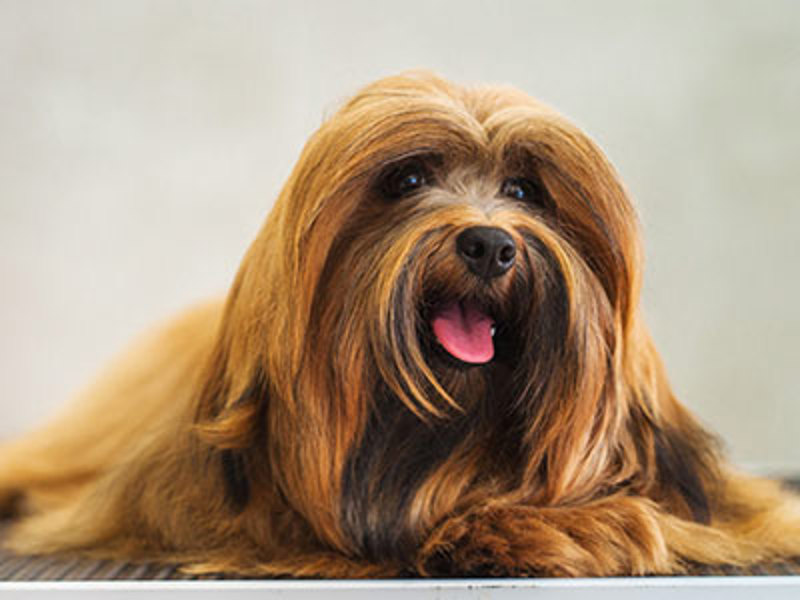 Dog looking at camera