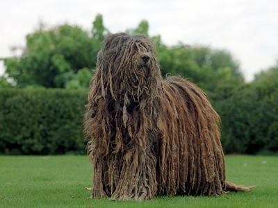 Bergamasco standing