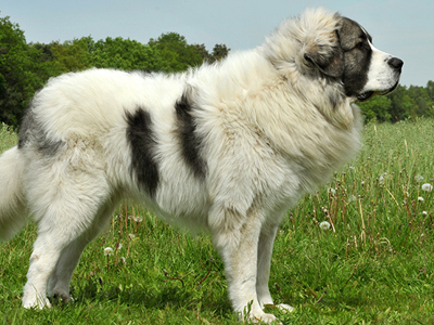 Pyrenean Mastiff standing