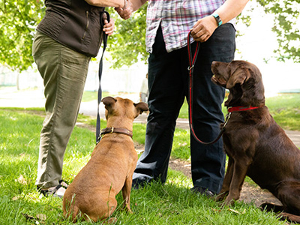 Two dogs sat beside their owners while owners talk