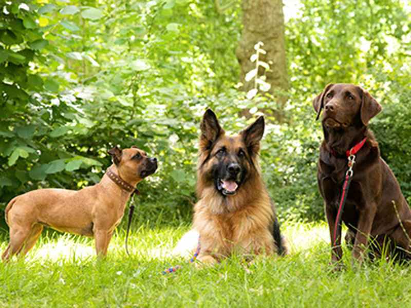 One dog stood up, another laying down and another sat up