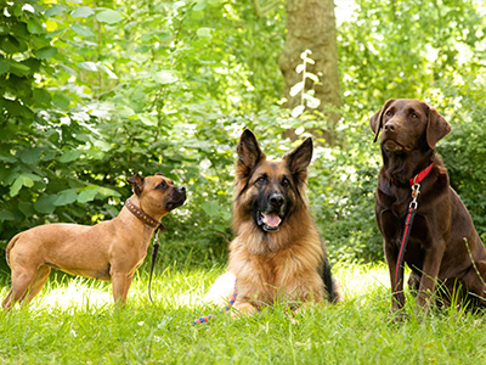 One dog stood up, another laying down and another sat up
