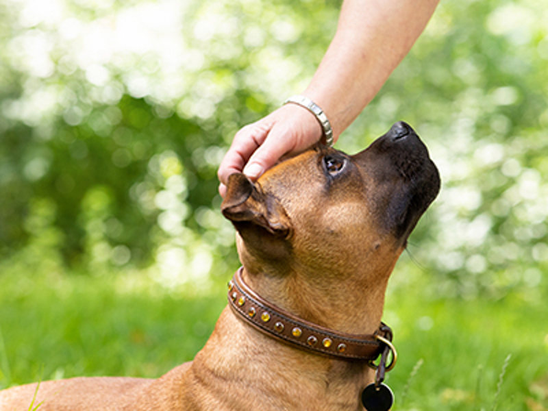 Staffordshire BullTerrier being stroked