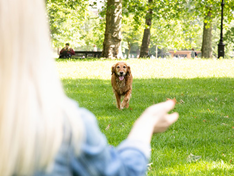 Retriever running towards girl with blonde hair