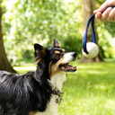 Dog looking at a ball