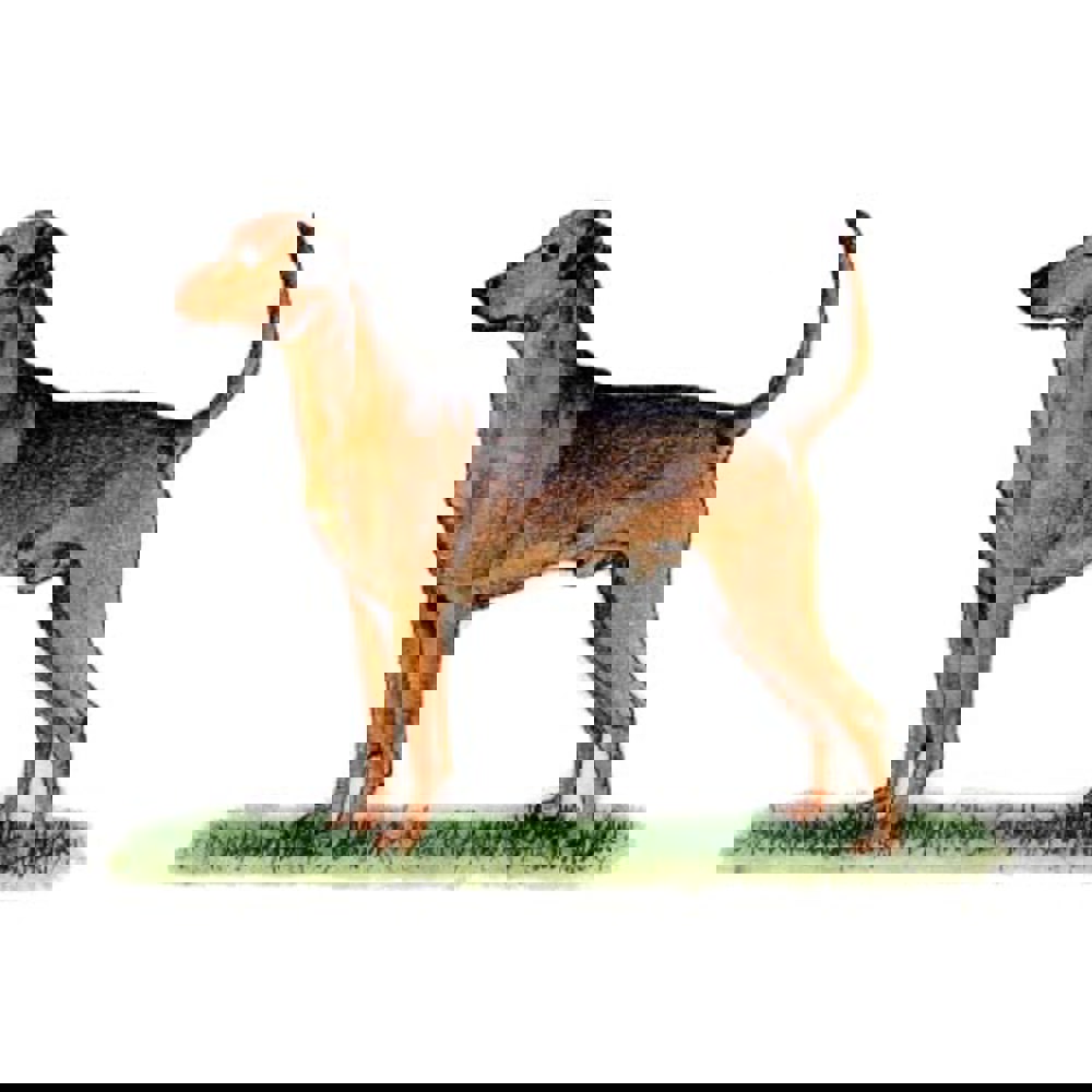 German Pinscher illustration