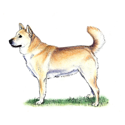 Korean Jindo illustration