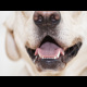 Labrador mouth