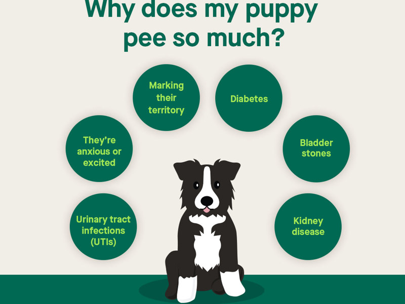 Why does my puppy pee so much infographic