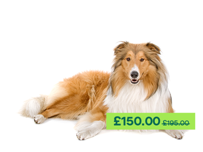 Collie (rough) dog laying down