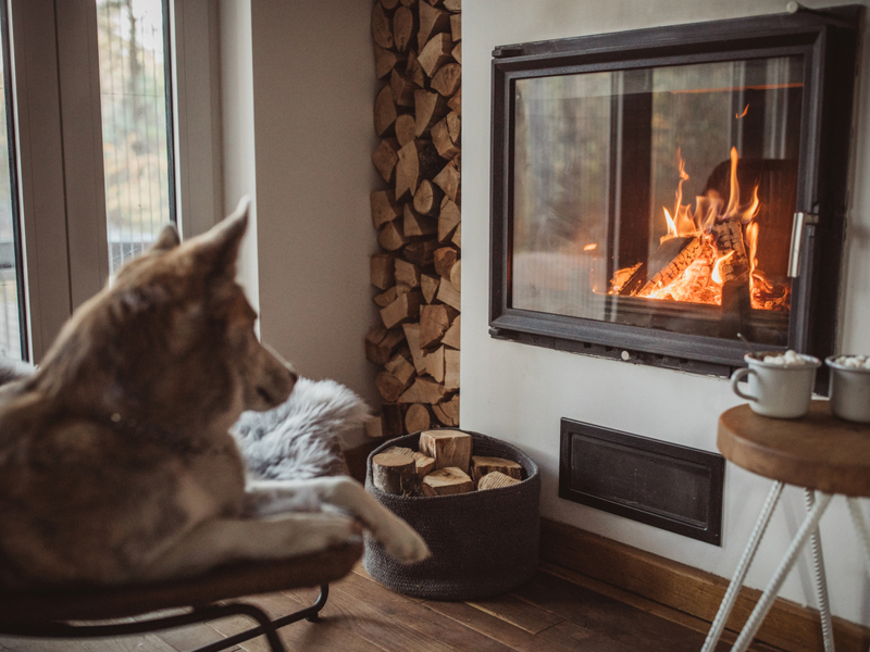 Dog looking into the fire