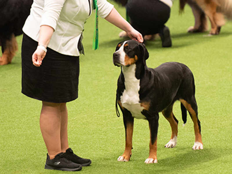 Dog looking at a treat and standing still