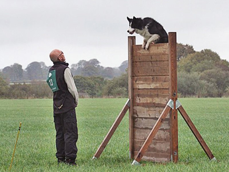 Dog jumping over wall with owner watching
