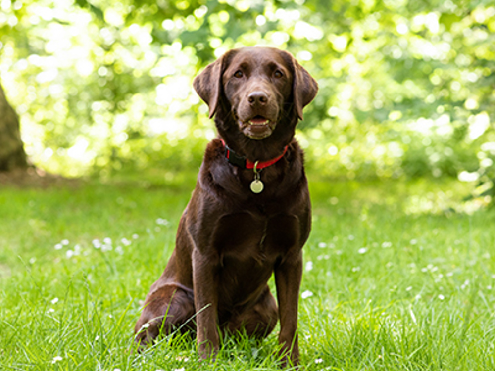 Brown Labrador sitting down in grass