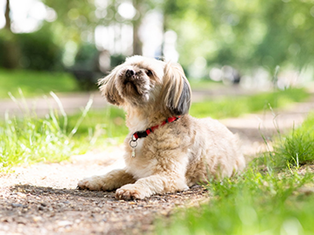 A golden coloured dog lying down