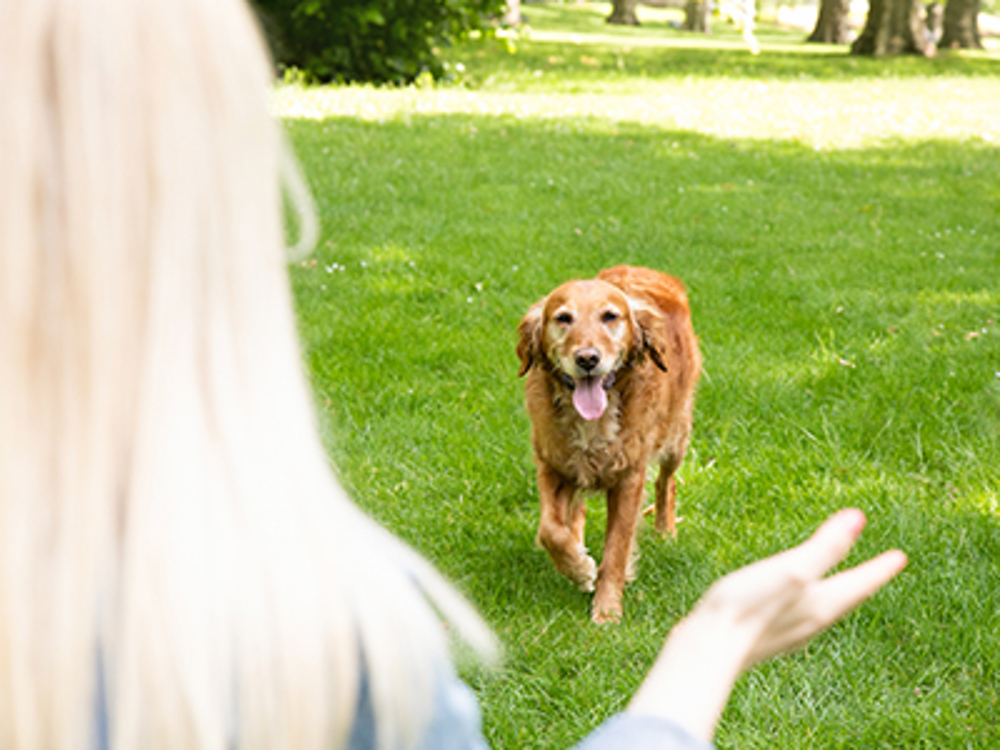 Labrador running towards women