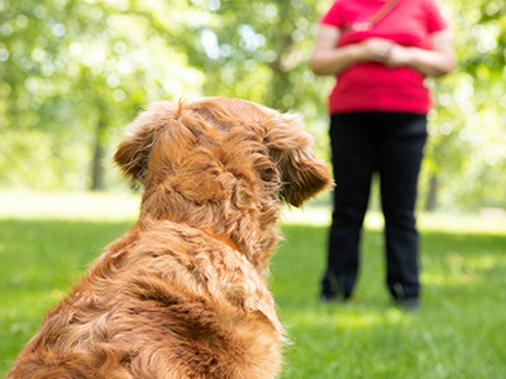 Dog sat with owner in background
