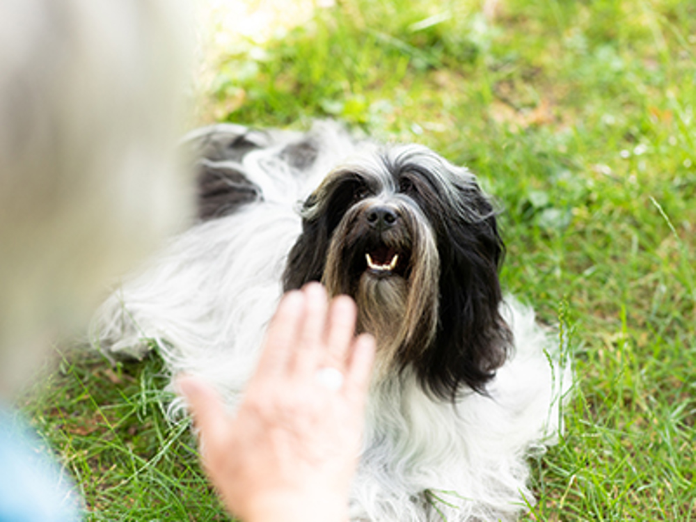 A woman signalling for her dog to stay sitting down