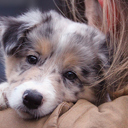 Pupping looking over a woman's shoulder